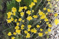 Helichrysum stoechas_Jordi Puyuelo