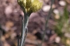 Helichrysum stoechas_Merce Vallicrosa CC BY-NC