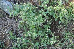 Heliotropium europaeum_Joaquim Reberte