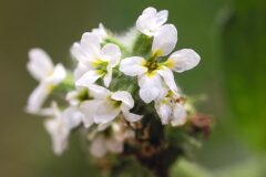 Heliotropium europaeum_Joaquim Reberte