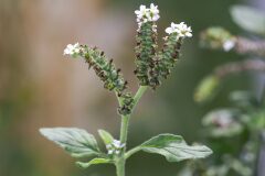 Heliotropium europaeum_Joaquim Reberte