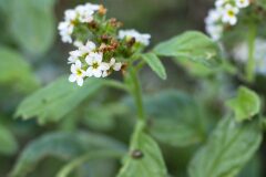 Heliotropium europaeum_Joaquim Reberte