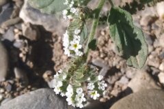 Heliotropium europaeum_Merce Vallicrosa CC BY-NC