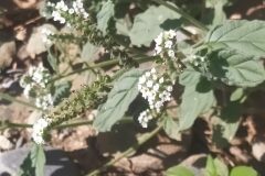 Heliotropium europaeum_Merce Vallicrosa CC BY-NC