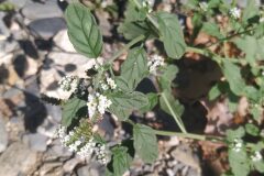 Heliotropium europaeum_Merce Vallicrosa CC BY-NC