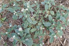 Heliotropium europaeum_Merce Vallicrosa CC BY-NC