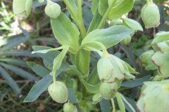 Helleborus foetidus_Jordi Puyuelo