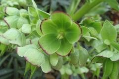 Helleborus foetidus_Jordi Puyuelo