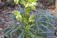 Helleborus foetidus_Katarzyna Zarnowiec CC BY-SA