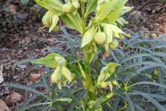 Helleborus foetidus_Katarzyna Zarnowiec CC BY-SA