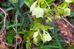 Helleborus foetidus_Merce Vallicrosa CC BY-NC