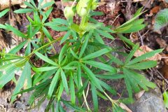 Helleborus foetidus_Merce Vallicrosa CC BY-NC