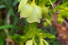 Helleborus foetidus_Merce Vallicrosa CC BY-NC