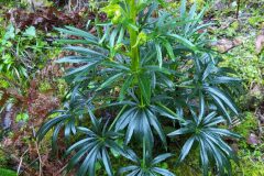 Helleborus foetidus_Merce Vallicrosa CC BY-NC