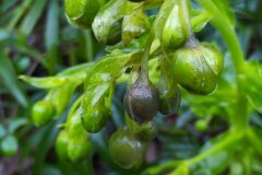 Helleborus foetidus_Merce Vallicrosa CC BY-NC