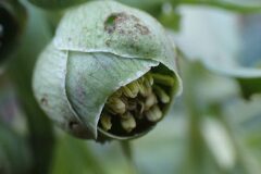 Helleborus foetidus_Merce Vallicrosa CC BY-NC