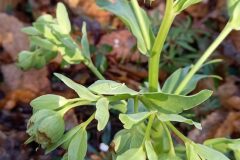 Helleborus foetidus_Neus Julia CC BY-SA