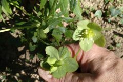 Helleborus viridis occidentalis_Jaume Marti CC BY-NC