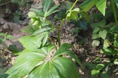 Helleborus viridis occidentalis_Jordi Puyuelo