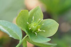 Helleborus viridis occidentalis_Jordi Puyuelo