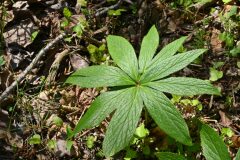 Helleborus viridis occidentalis_Margarida Vila CC BY-NC