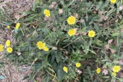 Helminthotheca echioides_Joanjo Garcia CC BY-NC