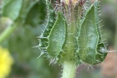 Helminthotheca echioides_Joanjo Garcia CC BY-NC