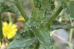 Helminthotheca echioides_Joanjo Garcia CC BY-NC