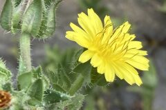 Helminthotheca echioides_Joanjo Garcia CC BY-NC