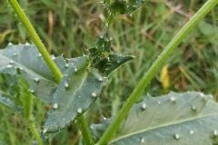 Helminthotheca echioides_Merce Vallicrosa CC BY-NC