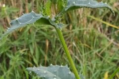 Helminthotheca echioides_Merce Vallicrosa CC BY-NC