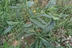 Helminthotheca echioides_Merce Vallicrosa CC BY-NC