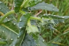 Helminthotheca echioides_Merce Vallicrosa CC BY-NC