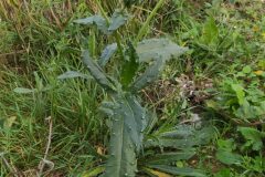 Helminthotheca echioides_Merce Vallicrosa CC BY-NC