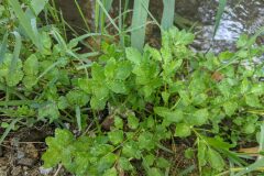 Helosciadium nodiflorum_Katarzyna Zarnowiec CC BY-SA