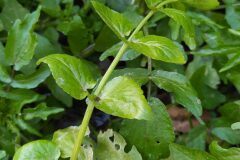 Helosciadium nodiflorum_Merce Vallicrosa CC BY-NC