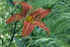 Hemerocallis fulva_Katarzyna Zarnowiec CC BY-SA