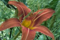 Hemerocallis fulva_Katarzyna Zarnowiec CC BY-SA