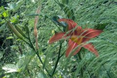 Hemerocallis fulva_Katarzyna Zarnowiec CC BY-SA