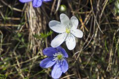 Hepatica nobilis_Joaquim Reberte