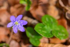 Hepatica nobilis_Joaquim Reberte