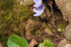 Hepatica nobilis_Joaquim Reberte