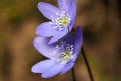 Hepatica nobilis_Joaquim Reberte