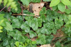 Hepatica nobilis_Jordi Puyuelo