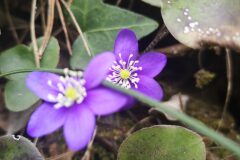 Hepatica nobilis_Katarzyna Myszak