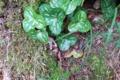 Hepatica nobilis_Merce Vallicrosa CC BY-NC