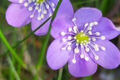 Hepatica nobilis_Merce Vallicrosa CC BY-NC