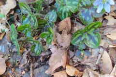 Hepatica nobilis_Merce Vallicrosa CC BY-NC