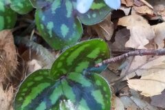 Hepatica nobilis_Merce Vallicrosa CC BY-NC