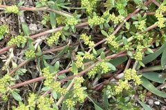 Herniaria glabra_Josep Lluis Berdonces CC BY-NC